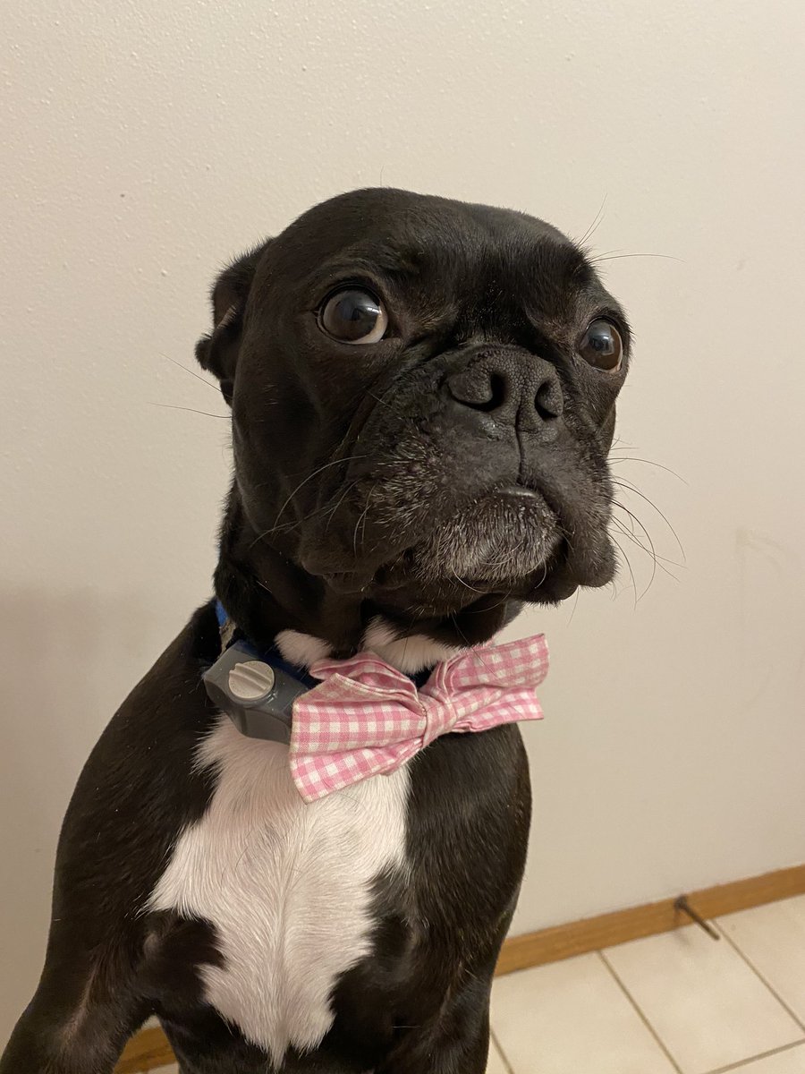 Master of mild side-eye   #FrankieSteinOlson
