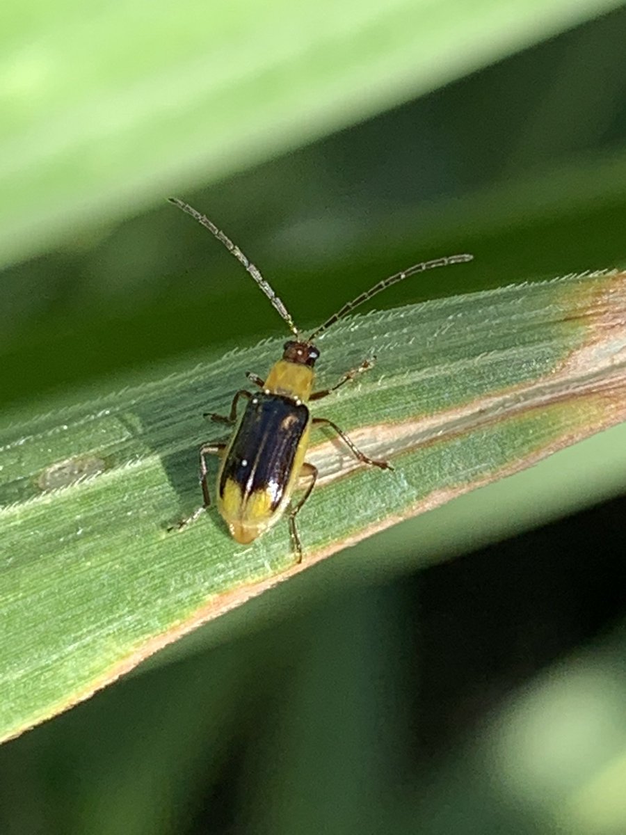 Bruce Battles tweet media