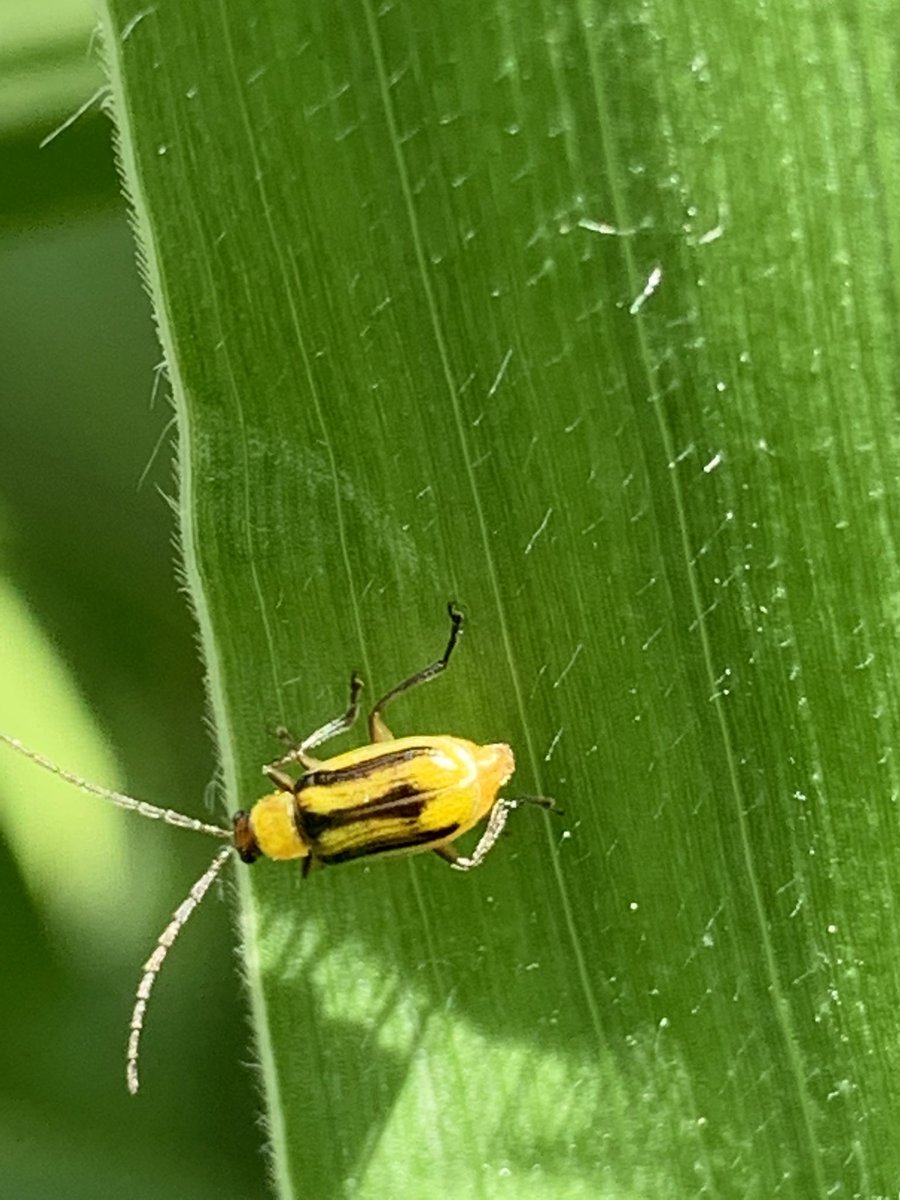 Bruce Battles tweet media