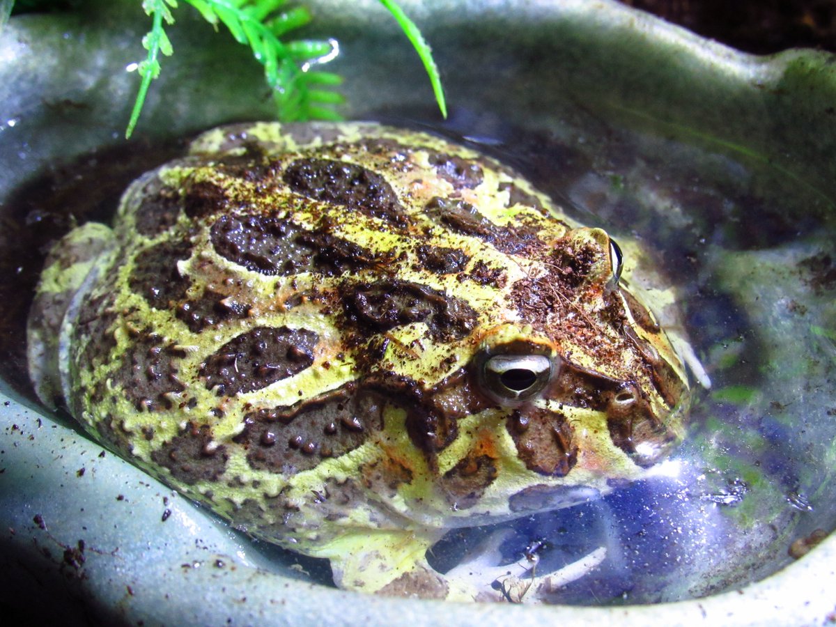 bigTpitty's tweet photo. My pet frog is growing up! He's almost as large as his water dish now. Guess it's time for an upgrade. And I'm pretty sure it's a HE! He's developed those gripping pads on the front fingers that only boys get, and he croaks! lol #petfrog #frog #pets #exoticpet #pacmanfrog https://t.co/6qTuAVMs3h
