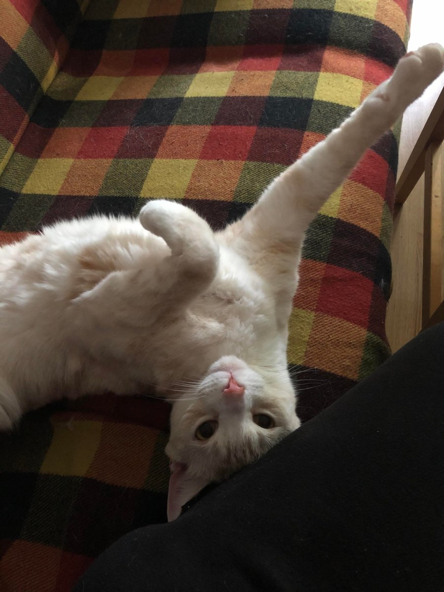 MeowMoeDotCom's tweet photo. #Early #Morning #Stretches and #Cuddels.
#Cats #Cat #Kittens #Kitten #Kitty #Pets #Pet #Meow #Moe #CuteCats #CuteCat #CuteKittens #CuteKitten #MeowMoe
https://t.co/V77gm8dI5f https://t.co/vqvAvvdW6x