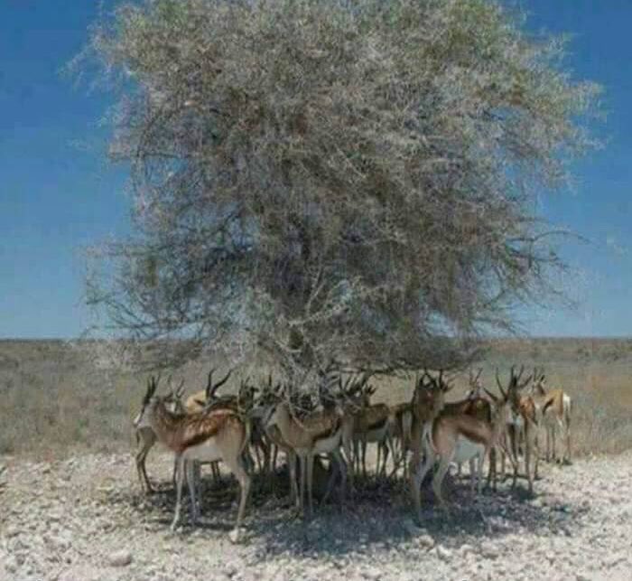 SyedNasirHShah's tweet photo. This photo tells the value of a tree, hope you understand how much important it is to plant a tree. For your future's  sake plant a tree in this rainy season. Visit #SarSabzSindh to find out @wildlife_forest progress towards that. https://t.co/3CzVphJ7tr