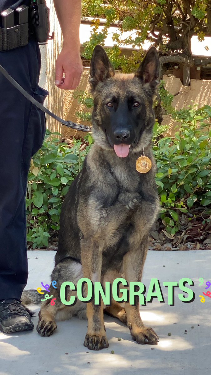 UCDavisPolice's tweet photo. This is Rono, our new K-9 Officer! Rono will be a full time K-9 officer for the UC Davis Med Center in Sacramento. Here, he is at his swearing in ceremony! #K9 #UCDavisPolice #GoAggies #UCDHealth https://t.co/RNvi9JN1Bj https://t.co/AEYKkRDSVU