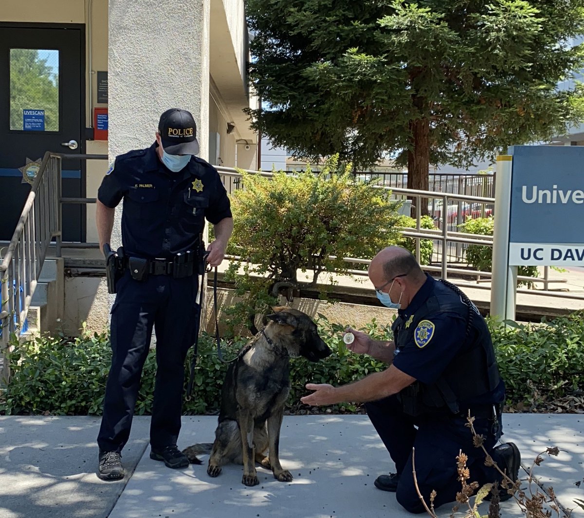 UCDavisPolice's tweet photo. This is Rono, our new K-9 Officer! Rono will be a full time K-9 officer for the UC Davis Med Center in Sacramento. Here, he is at his swearing in ceremony! #K9 #UCDavisPolice #GoAggies #UCDHealth https://t.co/RNvi9JN1Bj https://t.co/AEYKkRDSVU