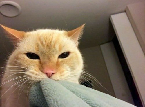 ChemicalCowgrl's tweet photo. feel like this rn https://t.co/sn8S2qu1G8