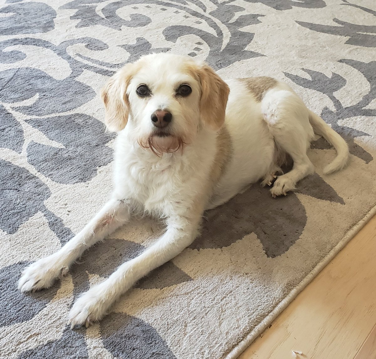 Zappatista's tweet photo. #Dogs4Biden #Maybin https://t.co/fp0HSmefiY