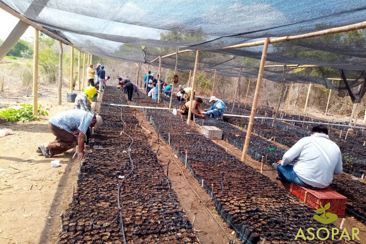 asopar20's tweet photo. Vivero para 49000 plantas de maracuyá para los socios de
10/2020 #asopar https://t.co/Z4koZZTyjj