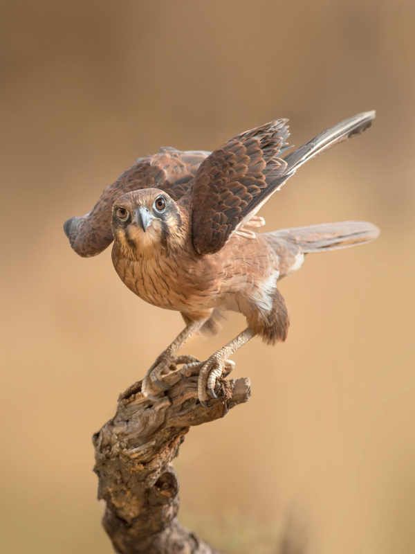 AusRangeSoc's tweet photo. ICYMI, fascinating article from @BushHeritageAus on traditional #indigenous owners relationship with #firebirds Brown Falcon and role in keeping country healthy #RightWayFire #cultural #knowledge #science
https://t.co/jMS5GKkB23 https://t.co/z4ND30tGZt