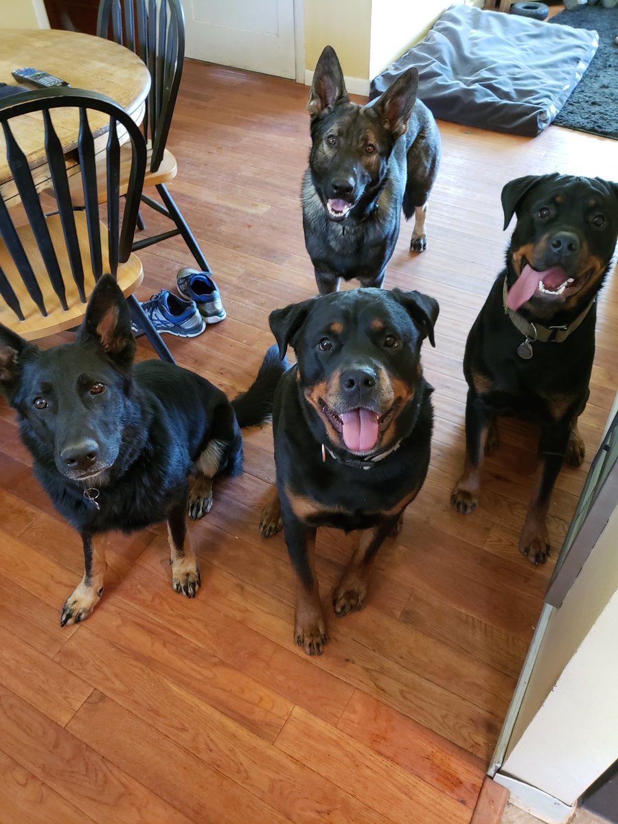Danemery66's tweet photo. That's four more #Dogs4Biden votes. And they all will be voting by mail 😉 https://t.co/DYEJJIfJOi