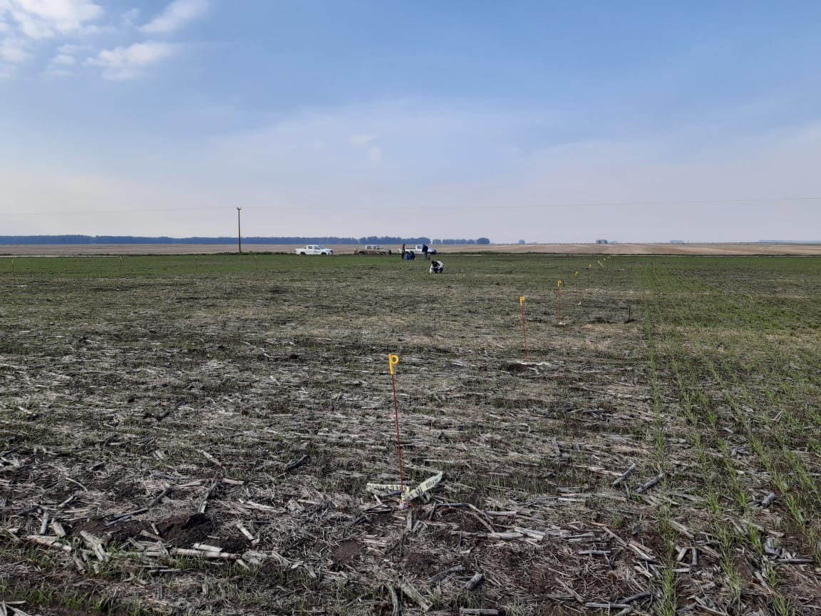 Hoy junto a <a href="/VientoSurAgro/">Viento Sur</a> evaluamos ensayos de #AcccomplishLM impregnado en el fertilizante 🌾 
Medimos:
Cobertura ✅
Plantas logradas ✅
Largo de raíces y parte aérea ✅