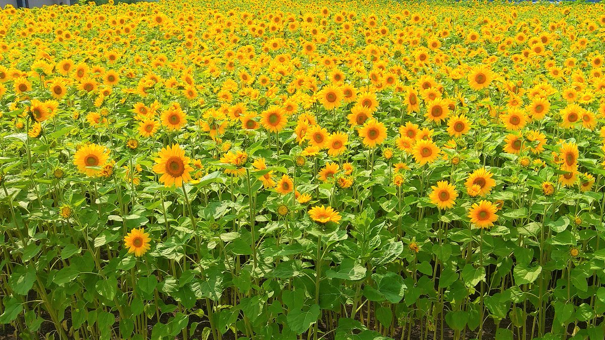 Asahikawa Airport Official 旭川空港付近でひまわり が綺麗に咲いてます ひまわりは元気 ポジティブ 元気で明るいイメージの夏の花の代表です 旭川空港のスタッフ一同もひまわりのような明るい笑顔で お客様のお越しを心よりお待ちしております