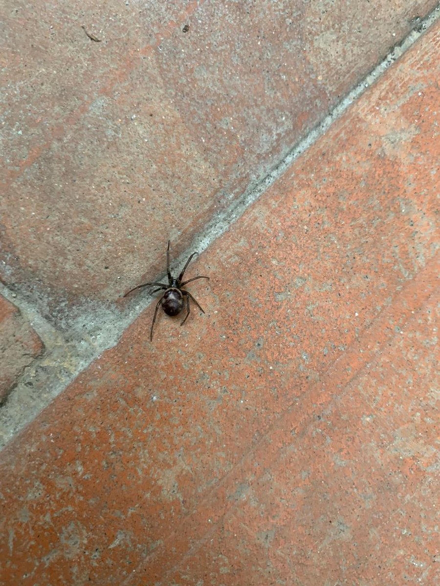 Y0rss's tweet photo. @Arachno_Cosas Hola Arancho, oye me encontré esta araña https://t.co/VD5TqkUSsl