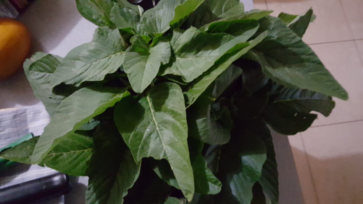 <a href="/jamaica_moves/">Jamaica Moves</a> Or from your own garden