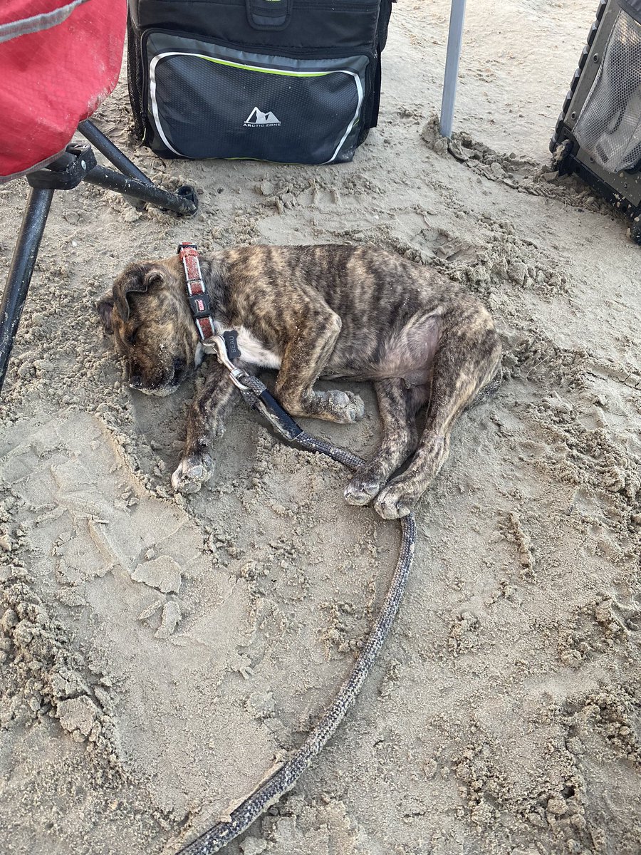 BrentStidevent's tweet photo. Little man’s first time at the beach got the best of him... https://t.co/yxUczLSrEL
