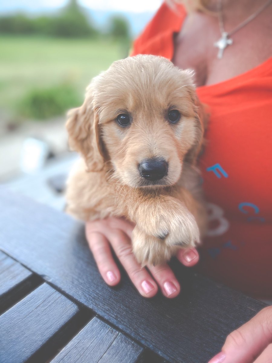 ali_rhodes's tweet photo. I'm just obsessed with my pup 
#DukeArcher https://t.co/NiJ1ObcLoW