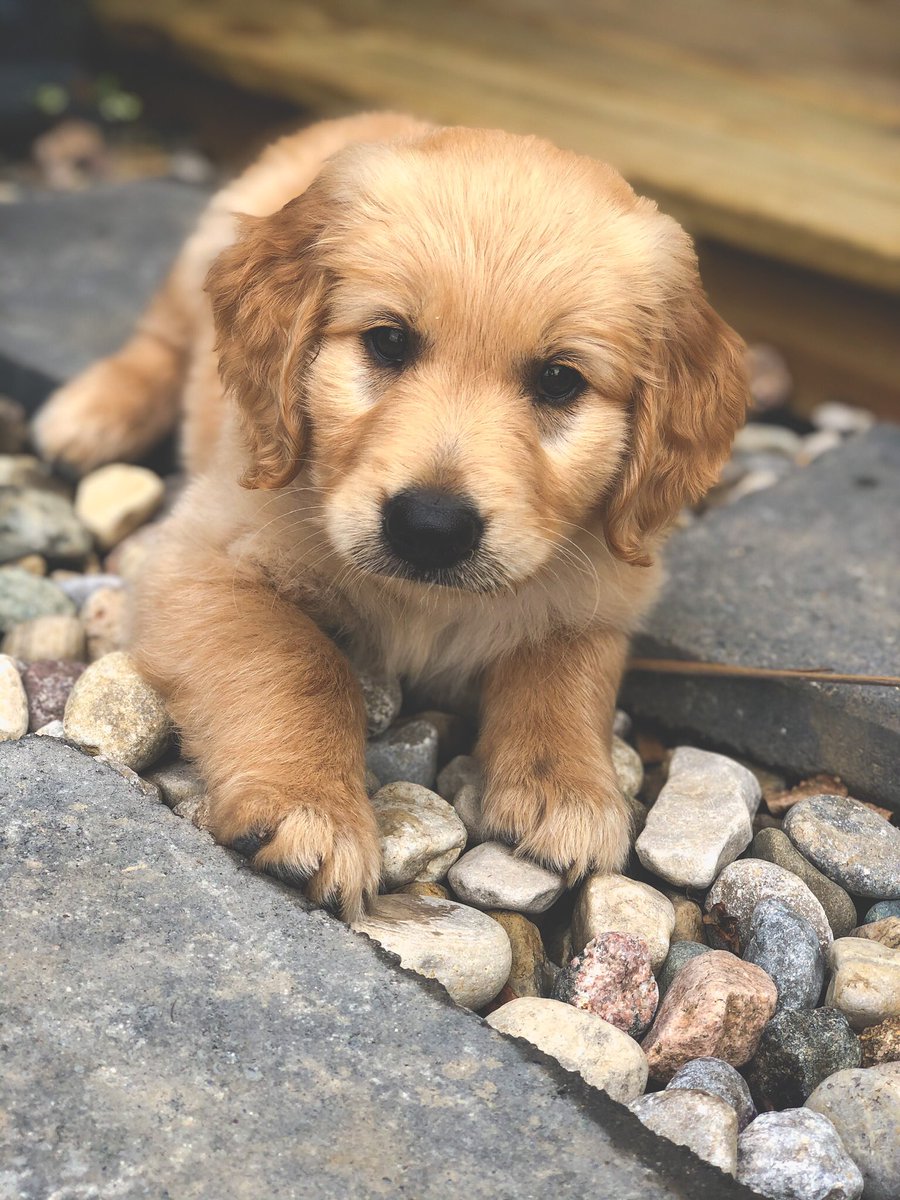 ali_rhodes's tweet photo. I'm just obsessed with my pup 
#DukeArcher https://t.co/NiJ1ObcLoW