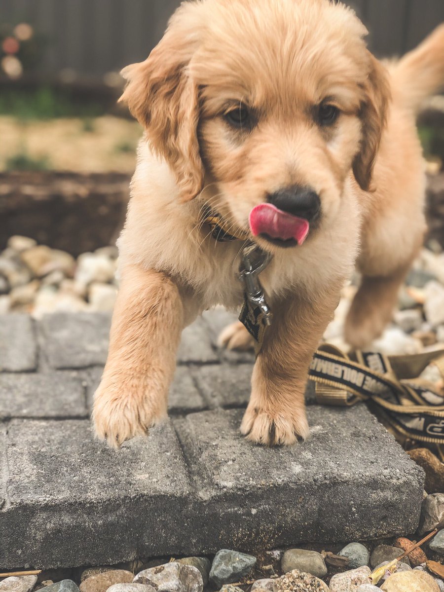 ali_rhodes's tweet photo. I'm just obsessed with my pup 
#DukeArcher https://t.co/NiJ1ObcLoW