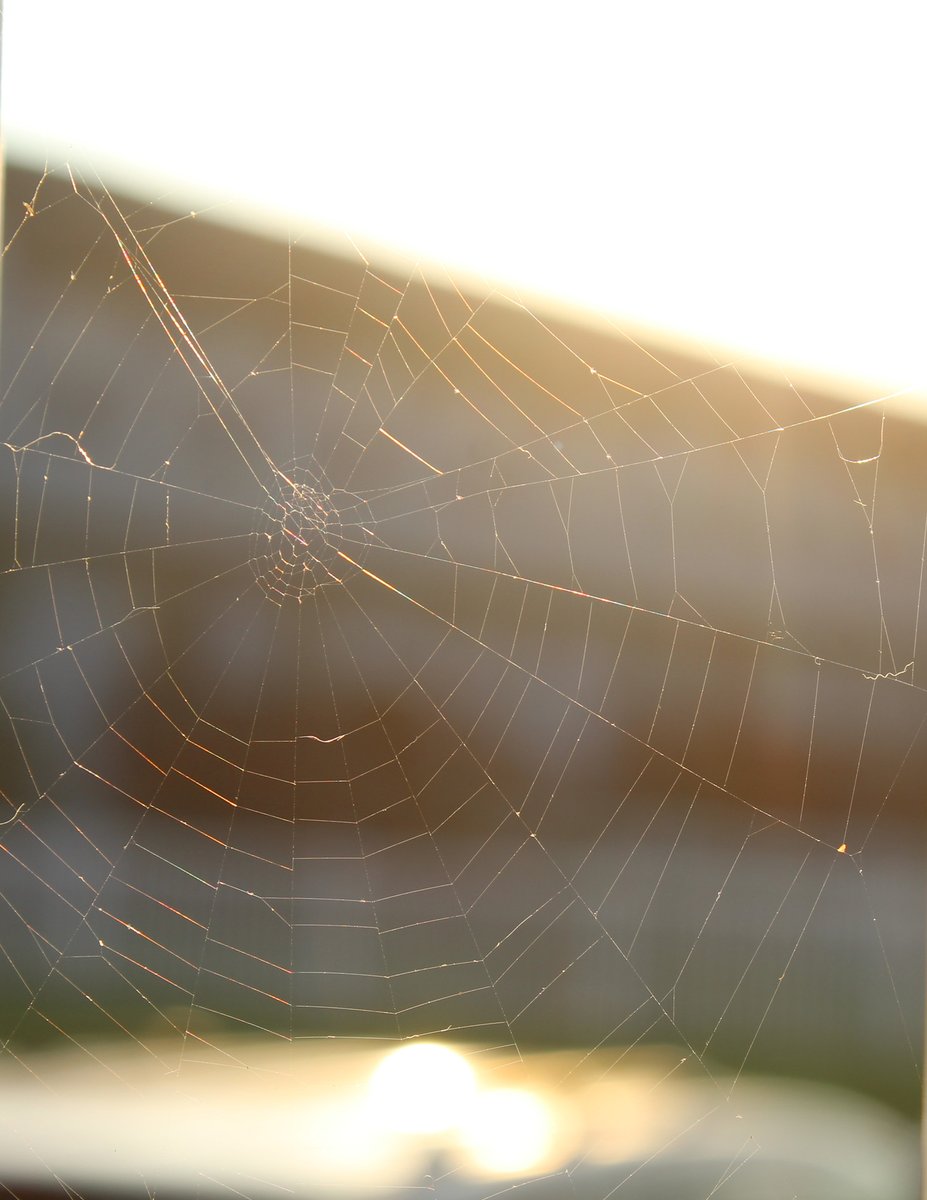 EngineerEarly's tweet photo. Out enjoying a beautiful evening and caught sight of this cute little orb web... made by nature's little engineers! #engineerearly #spiderweb #nature #stem https://t.co/wVKyajtnnx