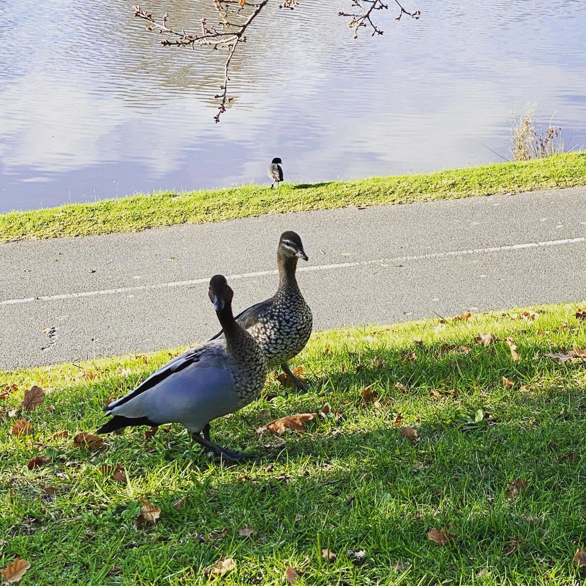 SnapsofLife's tweet image. Quack quack! #ducks along #yarrariver #melbourne . #naturephotography #amateurphotography #amateurphotographer #yarrarivermelbourne #parks