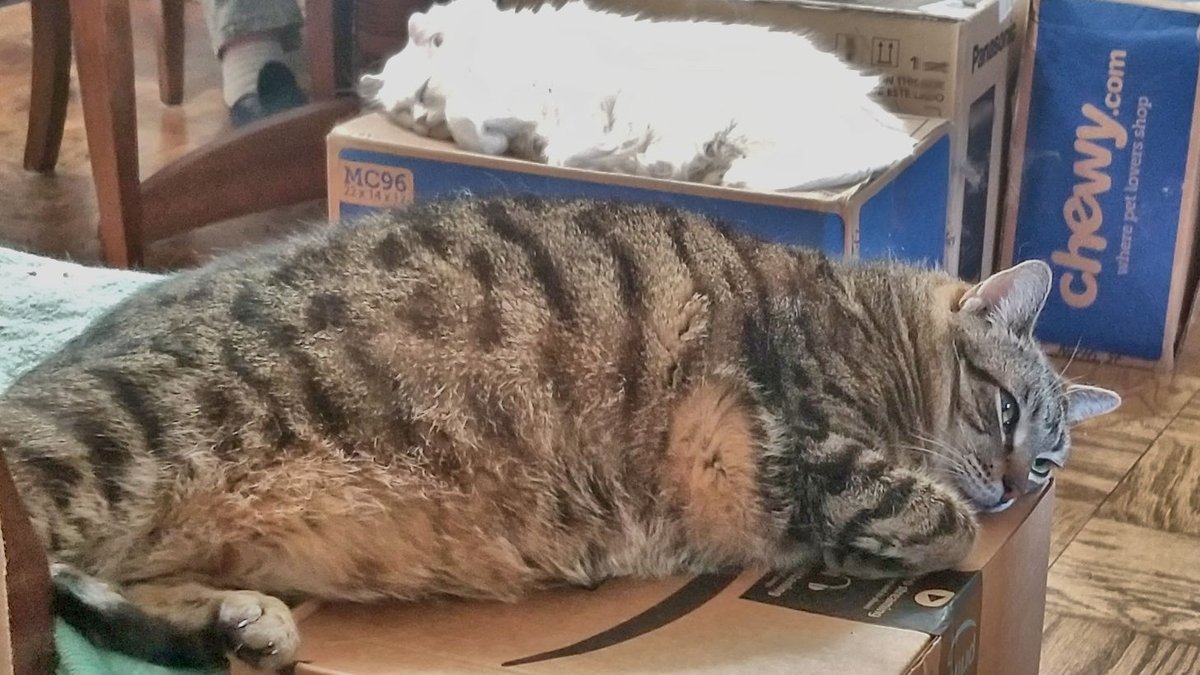 Tiffanie_Faith's tweet photo. This pretty much sums up our lives😹🤣
#FatCat #SpoiledCats #Chewy #Boxes #catsofinstagram #CatsOfTwitter #CuteCays #LazyCats #CatsOnBoxes https://t.co/4N4bFr9eMm