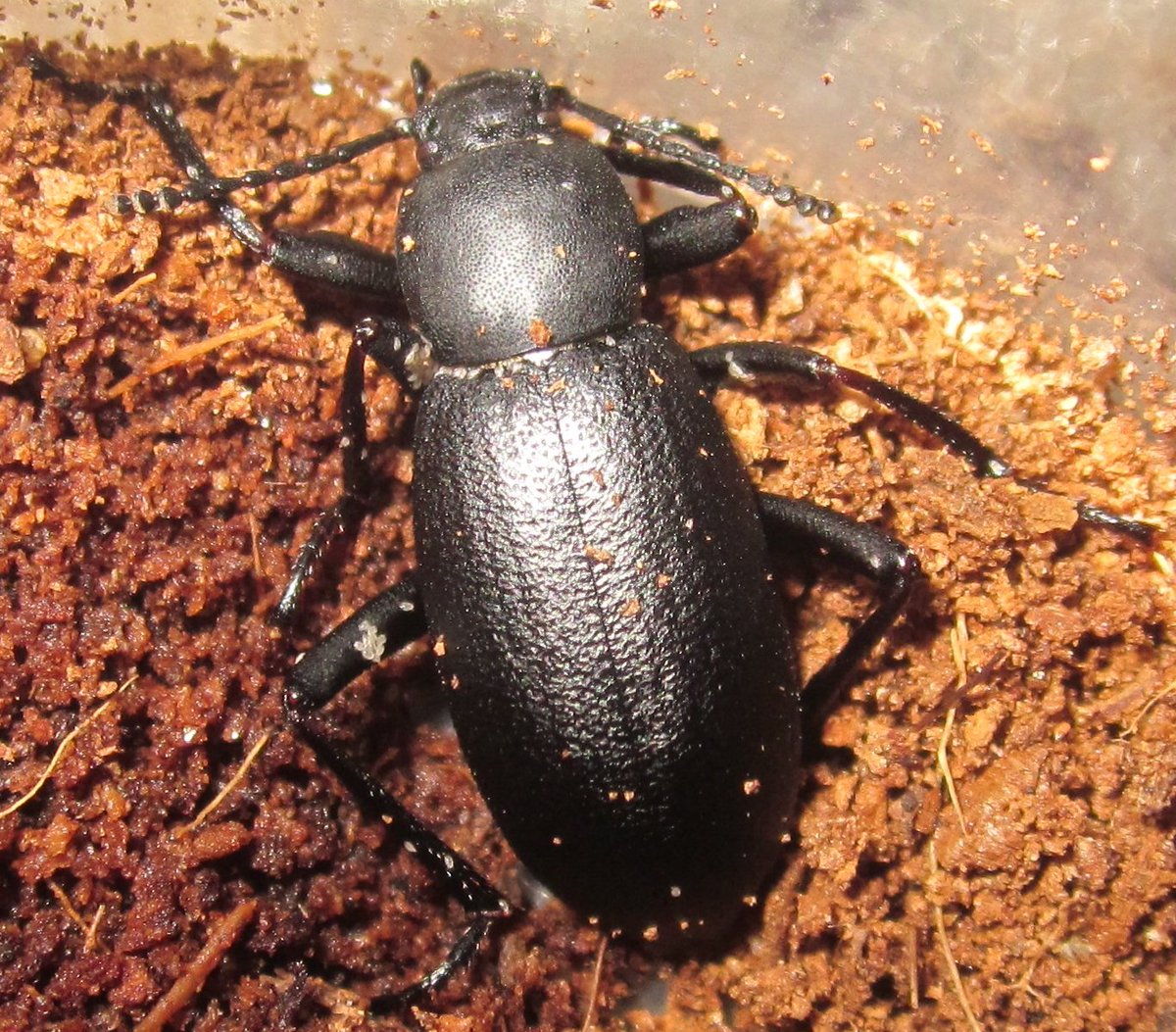 Invertebr8Dude's tweet photo. New Post: My First CB Eleodes nigrina Adults! 

https://t.co/AqQxiM9R6o 

#Eleodes #Eleodesnigrina #darklingbeetle #Tenebrionidae #entomology #invertebrates https://t.co/sJqbLDX3HU
