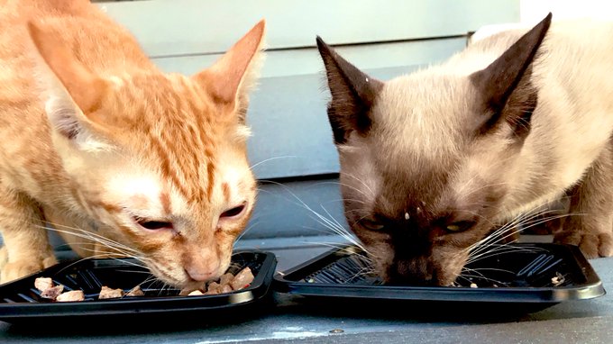 ハンガーストライキのTwitterイラスト検索結果。