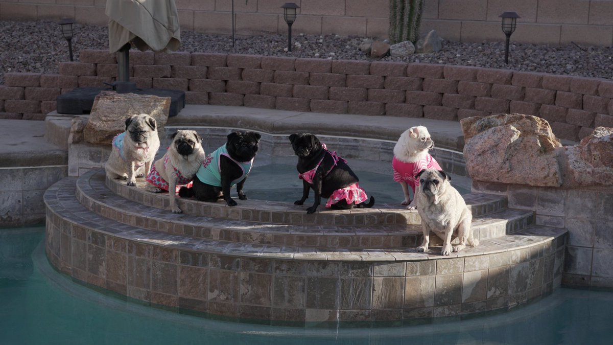 GidgetsFanPage's tweet photo. With My Friends Perfecting Our Pool Model Poses 😁😘💖💦💦💦💦💦💦💦
@ChubbsTheWampug #pugs #pug #models #poolmodel #dogslife #surfpug #nevada #pugsofallcolors #pugposse #speakpug #scribblepug #dogsofbark #friends #gidgetthesurfingdog #puglifemagazine #lasvegas https://t.co/BaUdlzjvPT