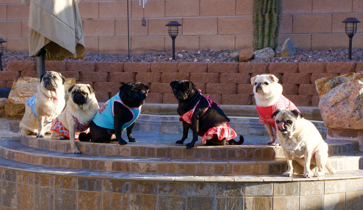 GidgetsFanPage's tweet photo. With My Friends Perfecting Our Pool Model Poses 😁😘💖💦💦💦💦💦💦💦
@ChubbsTheWampug #pugs #pug #models #poolmodel #dogslife #surfpug #nevada #pugsofallcolors #pugposse #speakpug #scribblepug #dogsofbark #friends #gidgetthesurfingdog #puglifemagazine #lasvegas https://t.co/BaUdlzjvPT