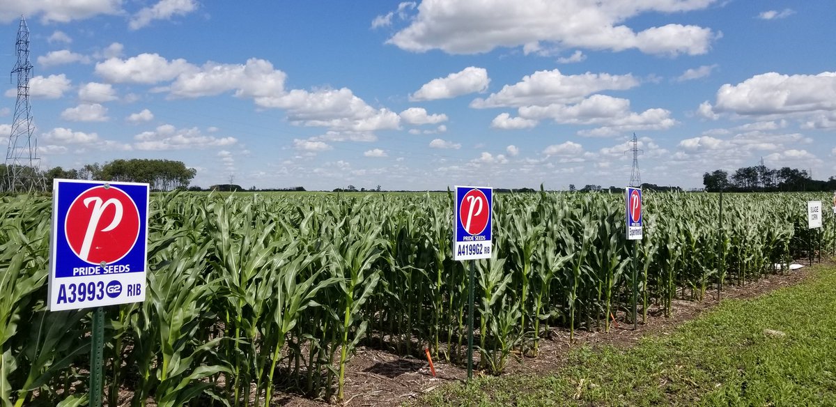 KatharynHouston's tweet photo. On today's episode of very well done small plot sites on the #1: @nielsenseeds featuring silage and grain specific varieties including + Soys - give Soren a call for an tour 👍🏻
@PRIDESEEDS @canterraseeds https://t.co/SSDPz1BT9S