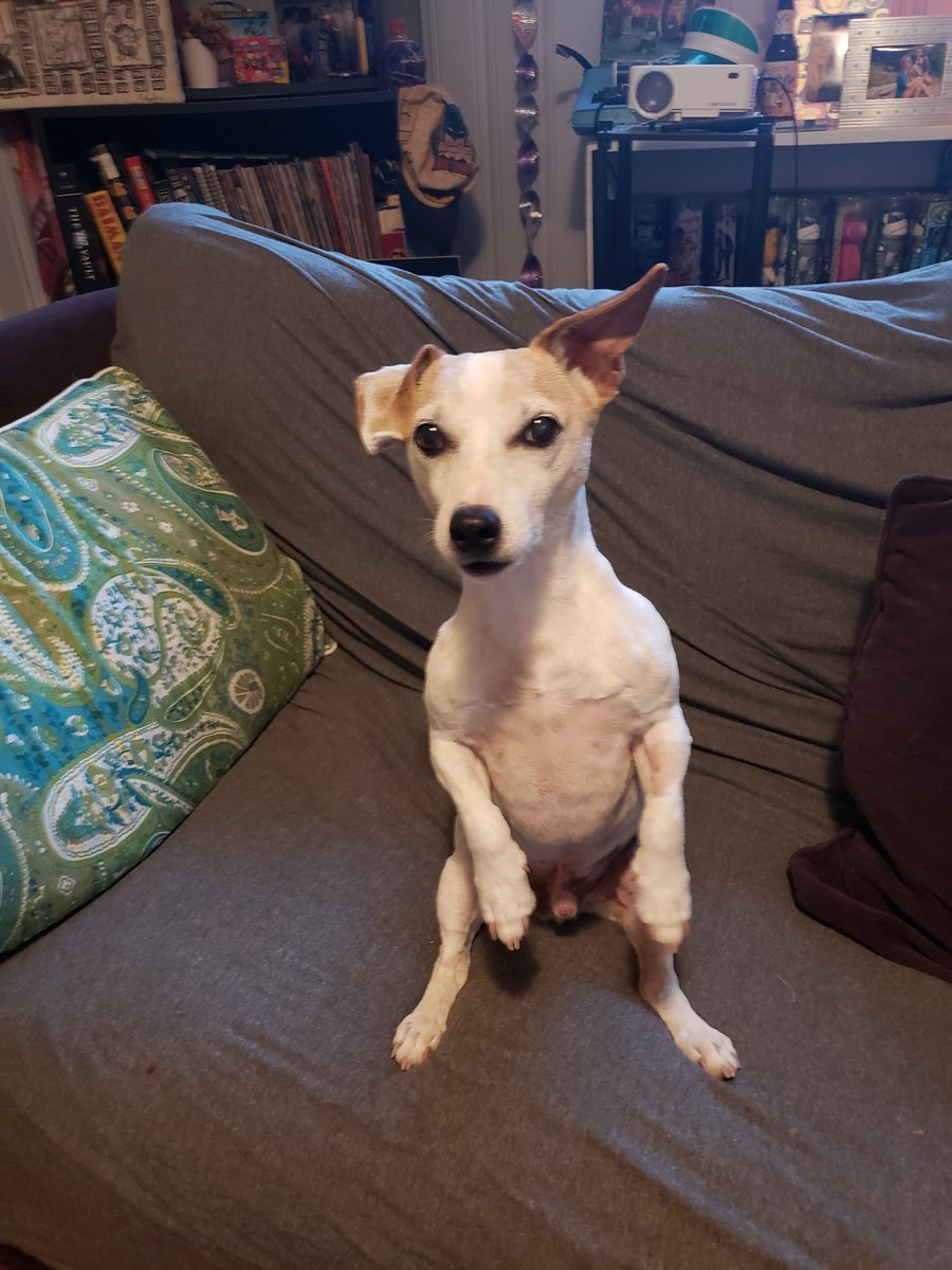bradmorton1's tweet photo. @_kaitlingrady Ickus Bartholomew say "hi I is Ickus Bartholomew" https://t.co/zHDMT59qJh