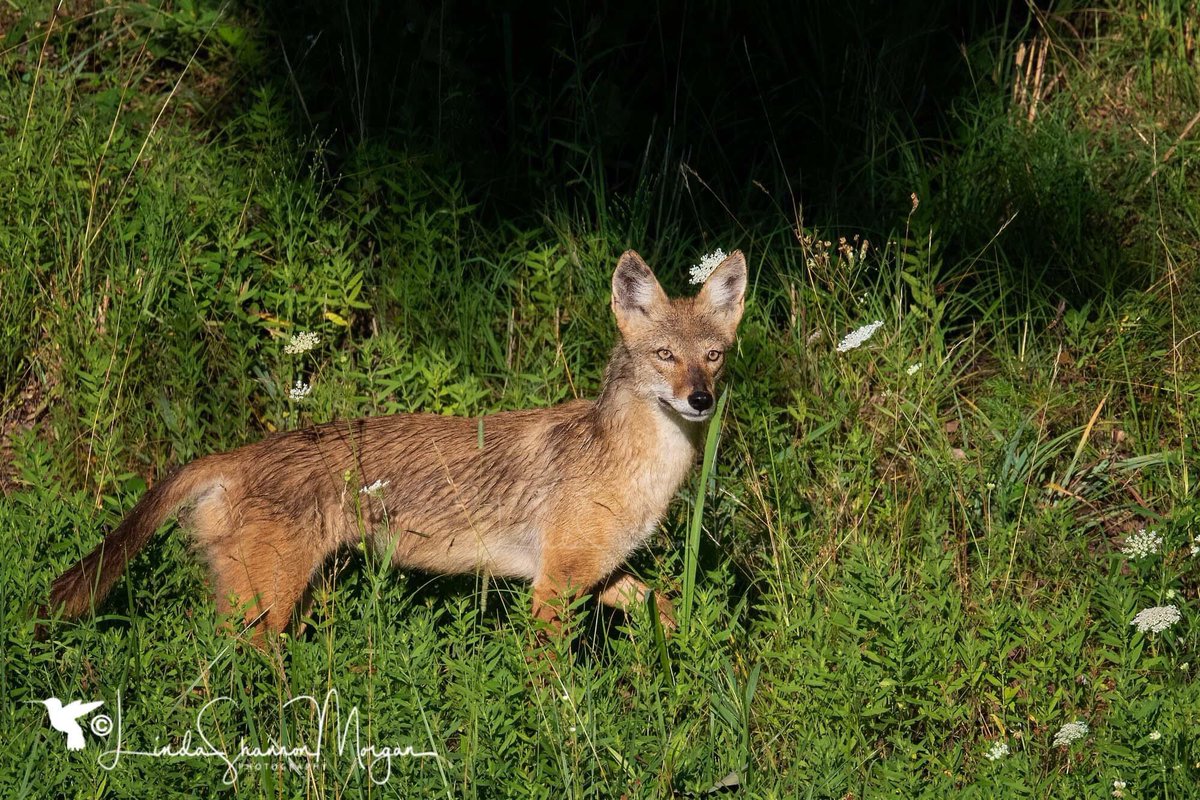 lindashannonmo1's tweet photo. A beautiful young song dog (Coyote) visits us in the early morning #nature #photography #naturephotography #wildlifephotography #wildlife #songdogs #coyotes #nikonnofilter https://t.co/hbhIP0aSm0