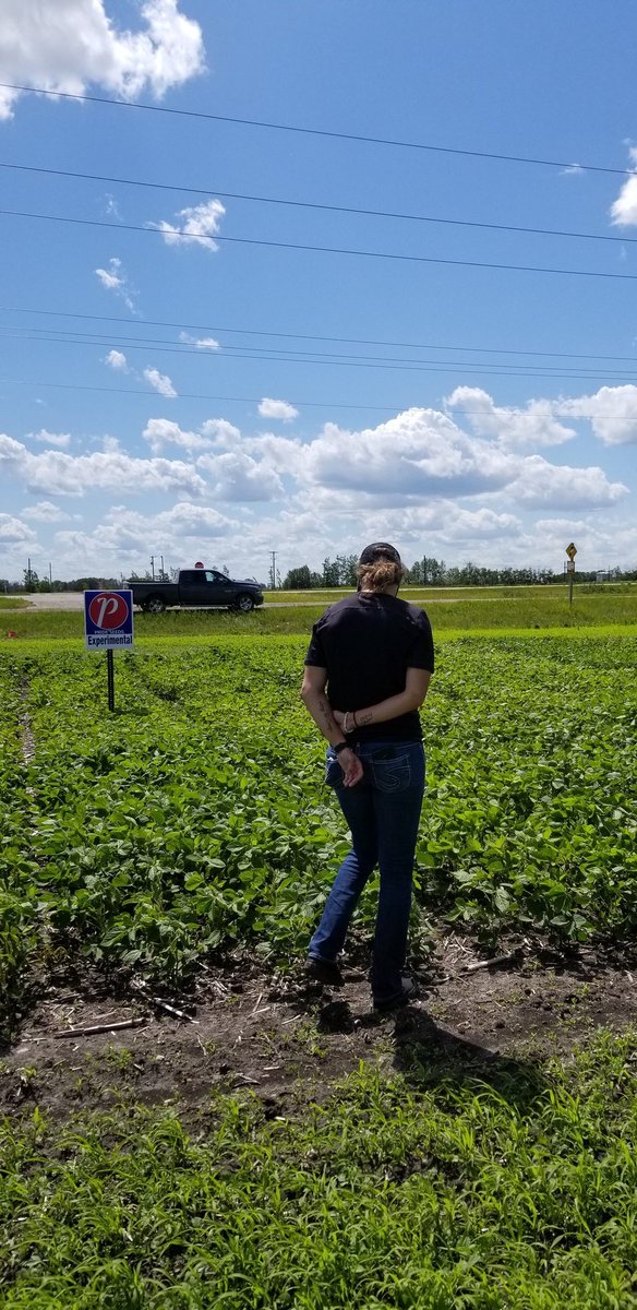 KatharynHouston's tweet photo. On today's episode of very well done small plot sites on the #1: @nielsenseeds featuring silage and grain specific varieties including + Soys - give Soren a call for an tour 👍🏻
@PRIDESEEDS @canterraseeds https://t.co/SSDPz1BT9S