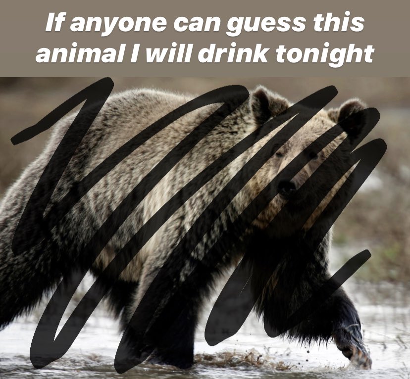 Guess who’s drinking tonight... #gogriz