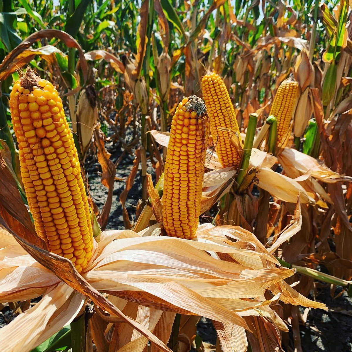 AXIS 65H25 nearly ready for harvest in Collin County, TX. 🌽💪 #growstrong axistexas.com