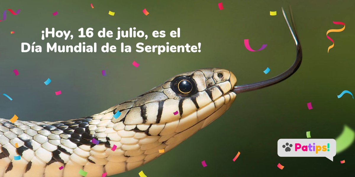 patipspanama's tweet photo. ¿Sabías que estos animales, ayudan a nuestro ecosistema?

Así es, al ser animales depredadores se encargan de mantener un control, por así decirlo, en cuanto a la cantidad de animales de presa.

Valora, respeta y protege esta especie.

 #serpiente #animallovers #snakeday #Patips https://t.co/n7XoatgoOs