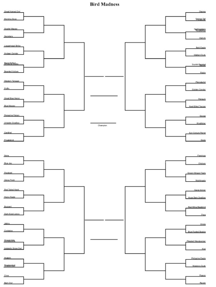 yodababyraphead's tweet photo. bird madness, introducing!

enter, 64 species do, but win, only one will!

voting below⬇️ https://t.co/80bEMPcjQq