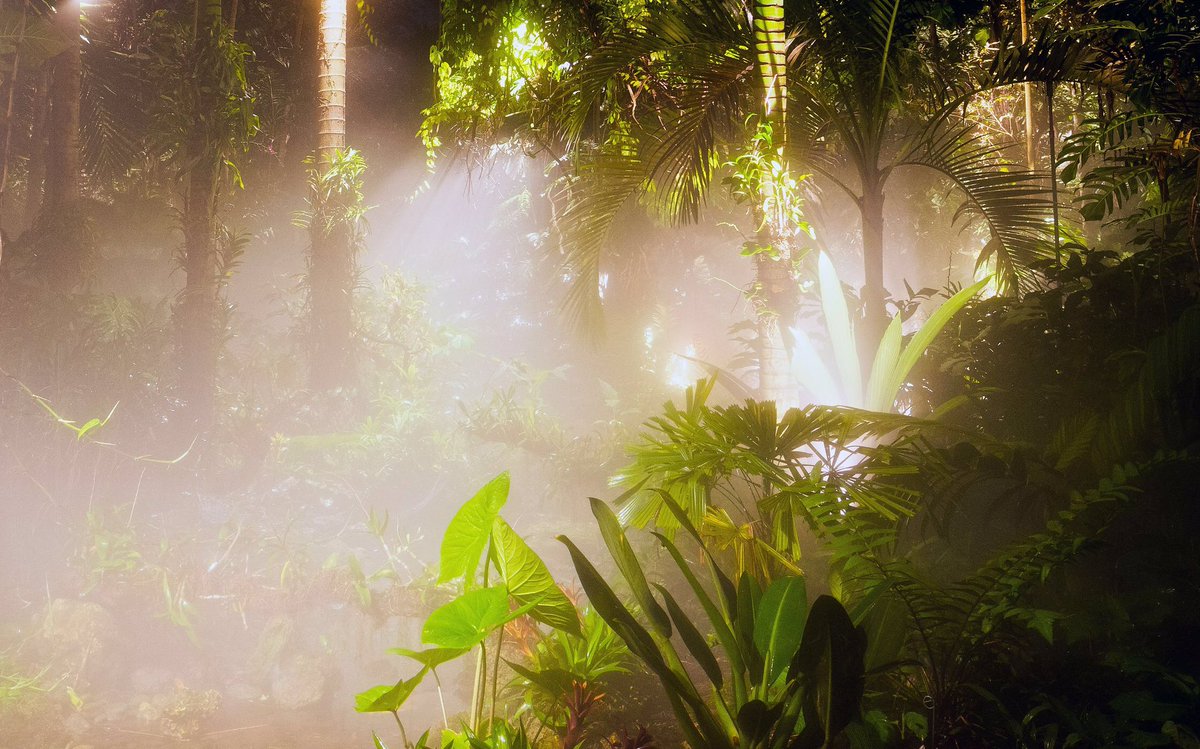 carllewis's tweet photo. Surprise! The @FairchildGarden Rainforest is now a stunning, illuminated Cloud Forest experience. Looking forward to sharing this magic with everyone soon. https://t.co/0LmGz3LfEX