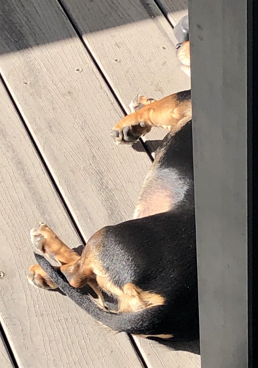 AjKenny20's tweet photo. What a glorious day in beautiful #Bendigo. Luna thinks she has had enough of being an #LTUWFH #academic today and we should down tools and lie in the sun. Of course, Juno is asleep in bed #JunoandLuna #dachshund #petsofLaTrobe #petsatlatrobe @latrobe @LaTrobeRHS #VVMarshman https://t.co/pqSdvM3fOH