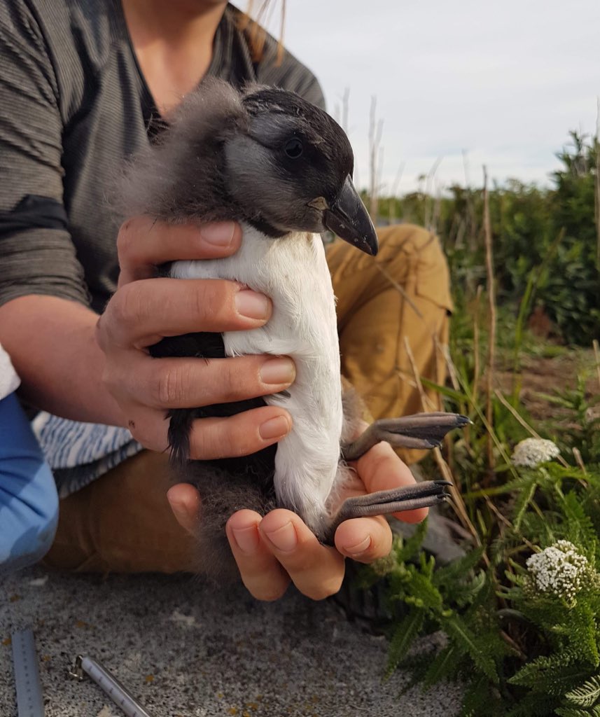 EXCITING TIMES ON MSI ❕Our Atlantic puffin chicks are growing up so fast! 🐣😢 Pretty soon it will be time to bid farewell to these little ones as they enter the next stage of their lives at sea! 🌊 #Fledgling #PuffinChick #Seabirds #LifeAtSea #GulfOfMaine #BayOfFundy