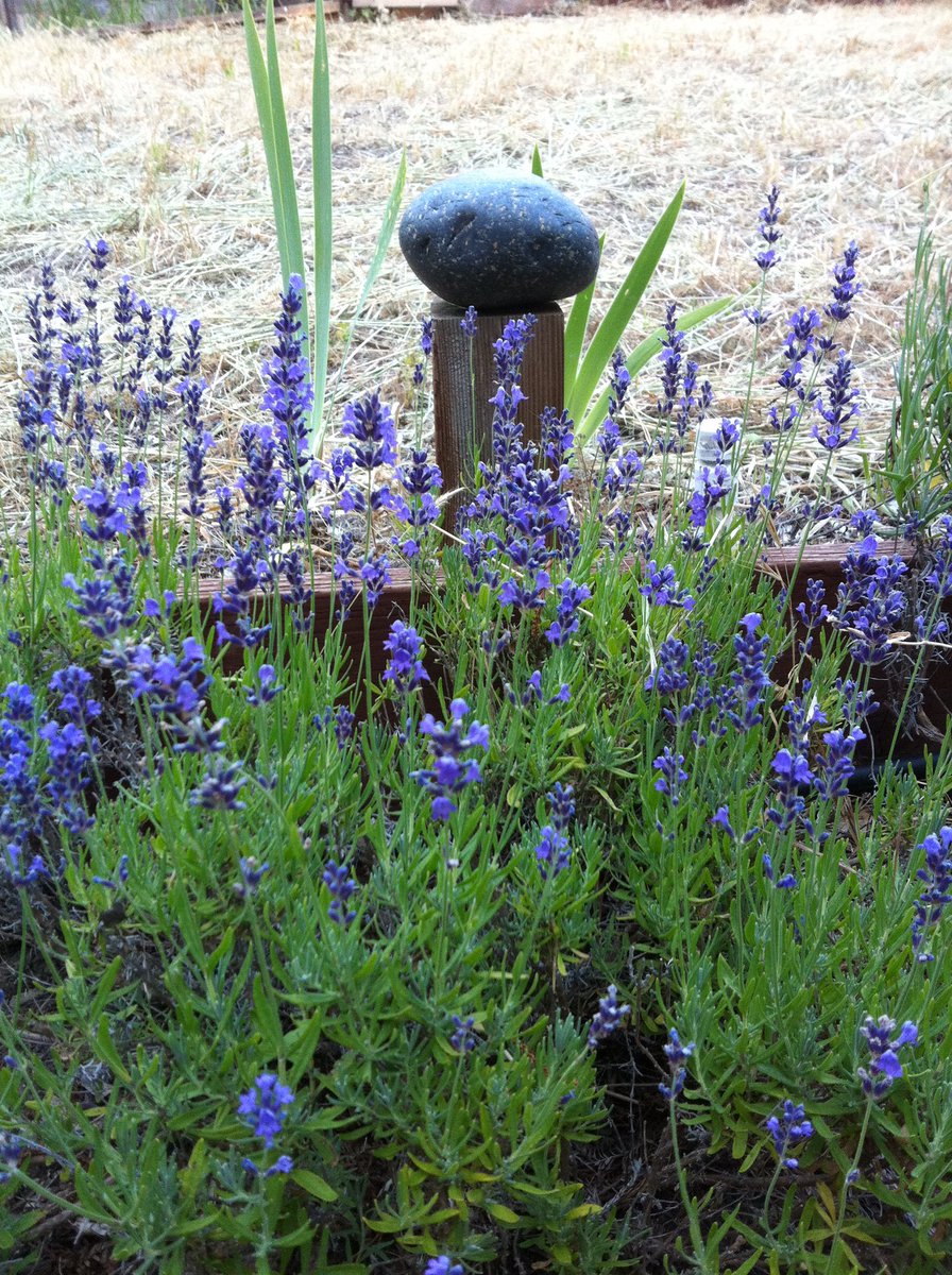 MichelleSalvia's tweet photo. I’m lucky to have great nextdoor neighbors. I can always find inspiration when I visit their garden. #peacefulgarden #colorgarden https://t.co/1eJT3rmQ65