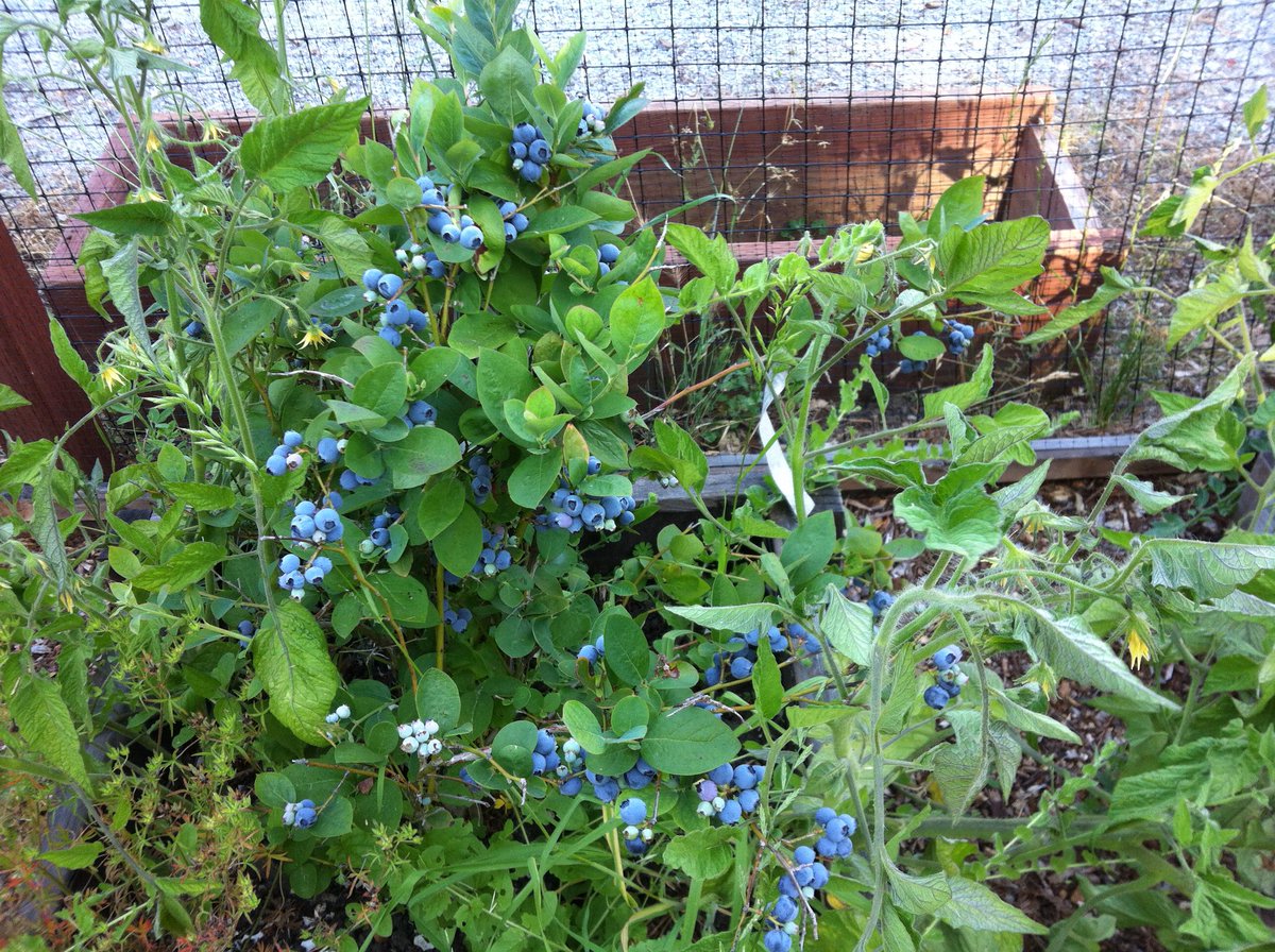 MichelleSalvia's tweet photo. I’m lucky to have great nextdoor neighbors. I can always find inspiration when I visit their garden. #peacefulgarden #colorgarden https://t.co/1eJT3rmQ65
