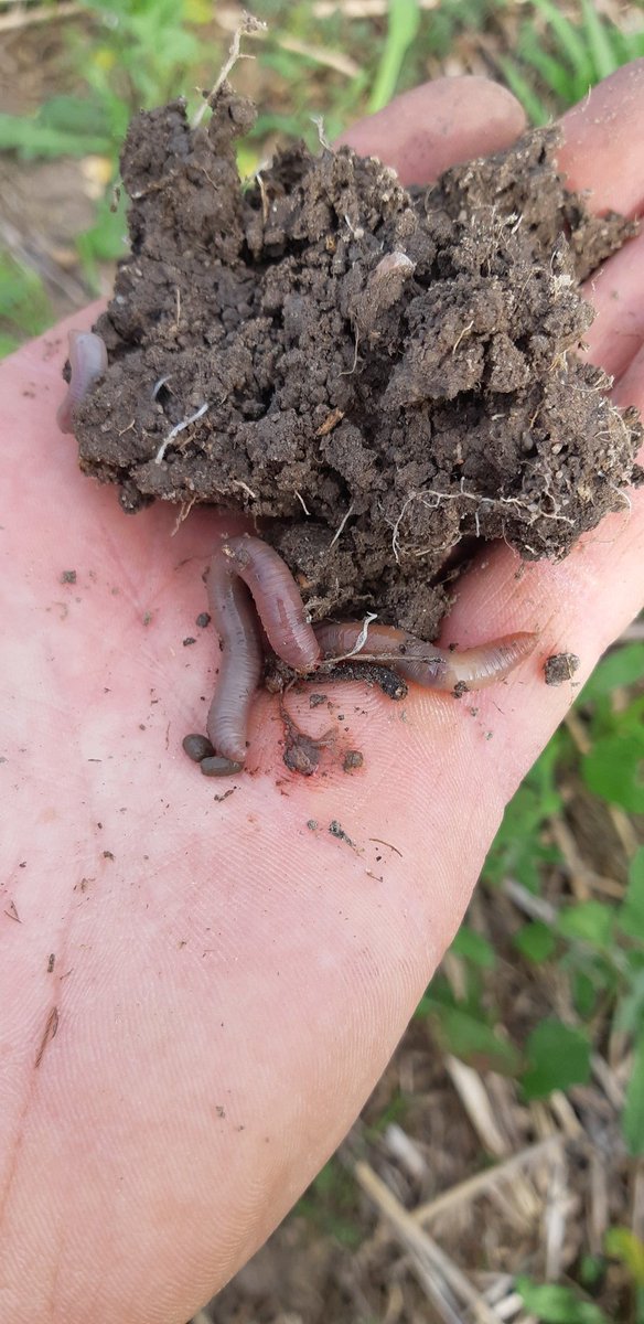 sunsetbisonsask's tweet photo. Five years ago I could not get a cultivator to go in the dirt on this clay hilltop, after a change of practices I found my first worm in the soil. I have a long ways to go but things are looking up. #rootsnotiron https://t.co/8f5daKZ1Hq