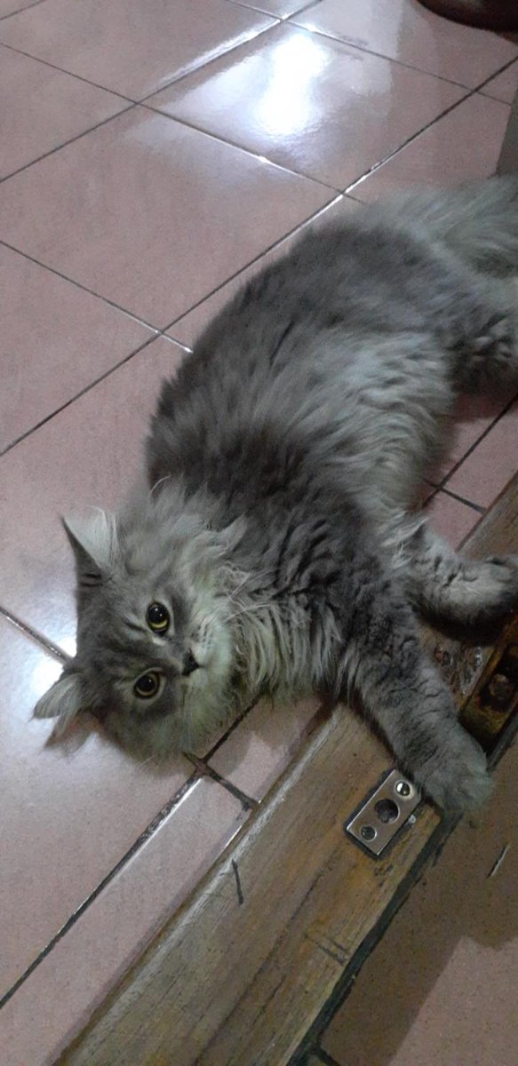 kotakkiwi's tweet photo. Teman berbulu https://t.co/dqxAvZmFfX