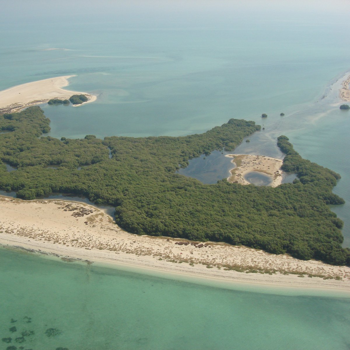 panoramaglobal2's tweet photo. #BuTinah é um pequeno #Arquipélago em meio a extensas formações de corais e leitos de ervas marinhas, localizado a cerca de 35 km ao norte da Ilha Marawah, nos #EmiradosÁrabesUnidos, trata-se de uma área protegida, rica em biodiversidade, fechada a visitantes. #Island #Nice https://t.co/sWR2WUEAxJ