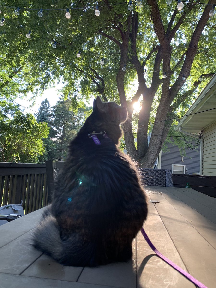tigerweeb's tweet photo. walks make me nervous but i still had fun #CatsOfTwitter #CatOnLeash https://t.co/bIYJNB0zfX