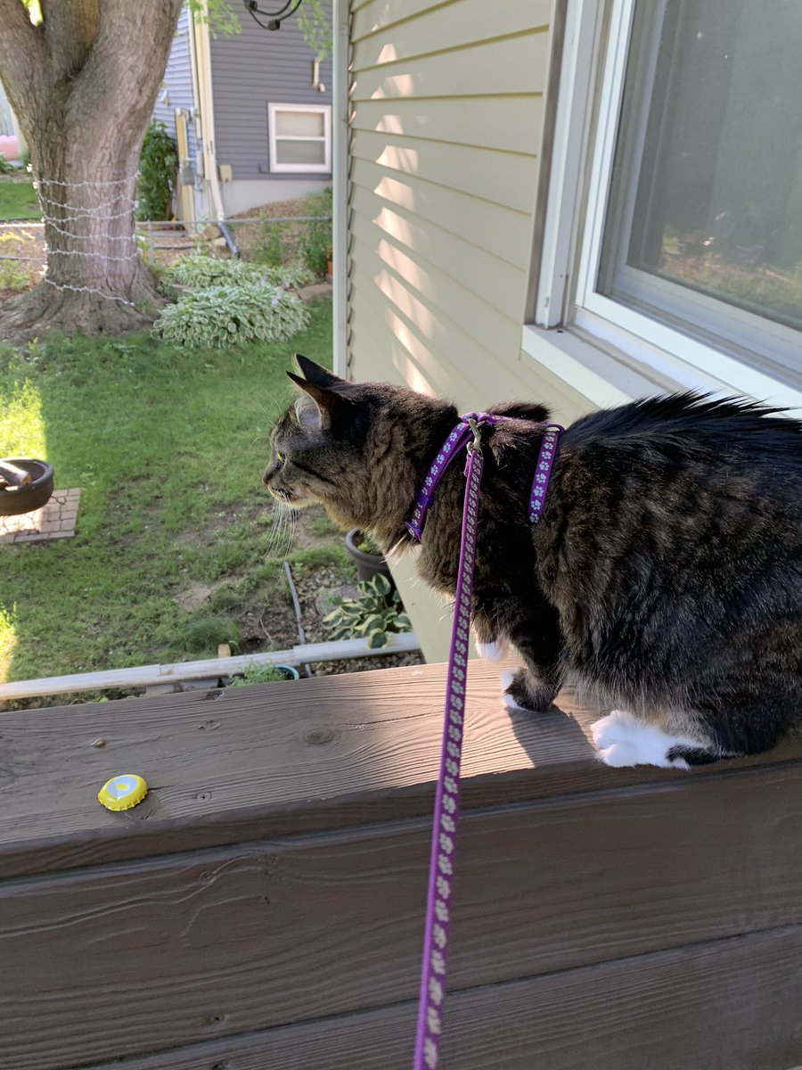 tigerweeb's tweet photo. walks make me nervous but i still had fun #CatsOfTwitter #CatOnLeash https://t.co/bIYJNB0zfX