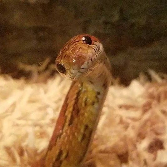 SnakeHour's tweet photo. https://t.co/xMqycerp76