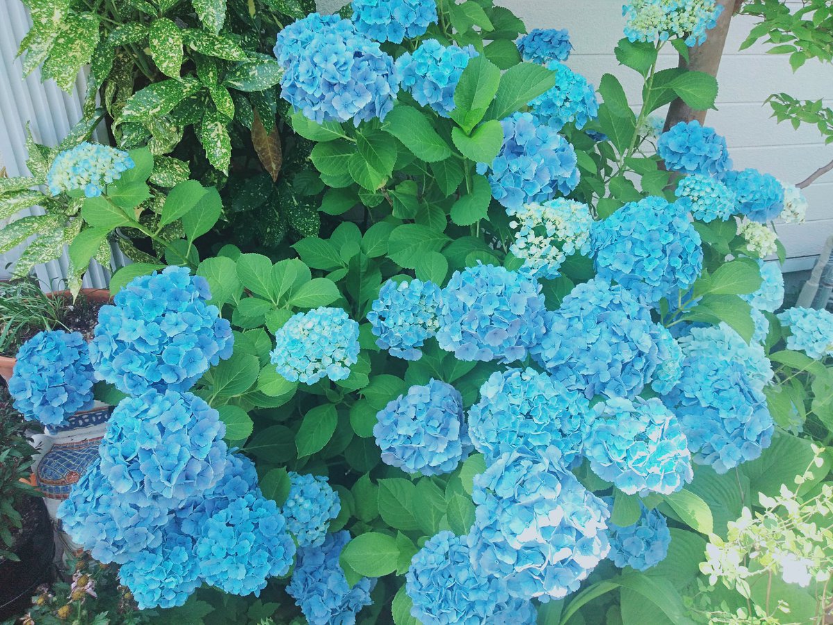 BenjVrich's tweet photo. Ohayo gosaimas 🌝my followers ฝนตกติดต่อกันมาตั้งแต่เดือนที่แล้วดูพยากรณ์ฯแล้วใน อท.หน้ายังตกอีกต่อเนื่องยาวไป มีความสุขทุกท่านค่ะ💦☔
#ตั้งสติผ่อนคลายแล้วก็ปล่อยใจไปกับวันฝนตก
#ไฮเดรนเยีย
#BeMyHome🏡 https://t.co/e6617ZoL75