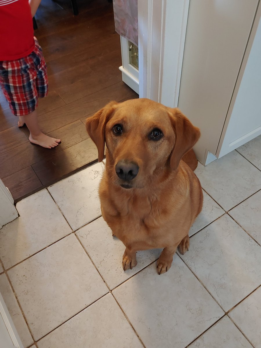 TheMeanBird's tweet photo. @JoeZieja May I recommend a red labrador? Lovely with children, sweet companions, batshit insane! https://t.co/cGGsuukgZu