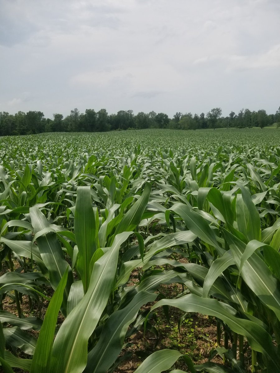 2nd year working with interseeding is so far looking a little better than first. #Grow20 #SoilHealth #covercrops